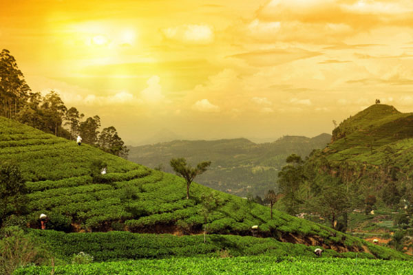 Munnar tea garden views - Shrilaya Travels & Tourism